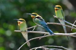 竞彩网首页-100万張(zhāng)照片見(jiàn)证“鸟的(de)天堂”