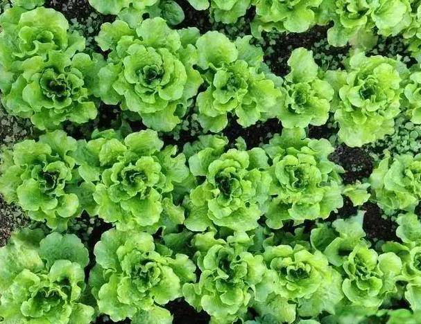 红豆的功效你知道吗？你知道红豆还有什么做法吗？