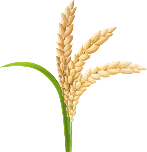 谈谈多尔古与三后卫体系的Bug!