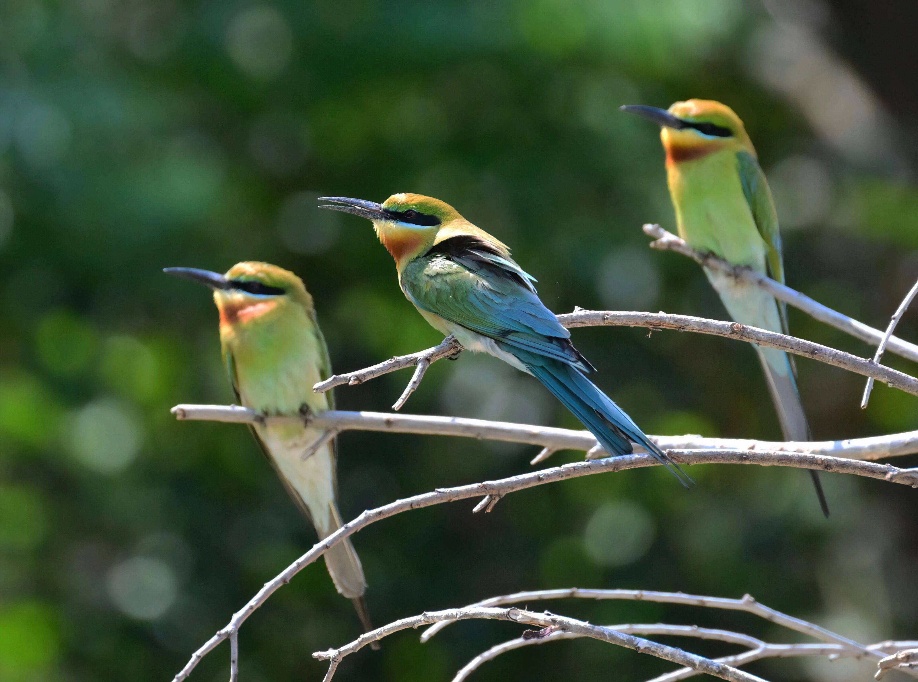100万张照片见证“鸟的天堂”